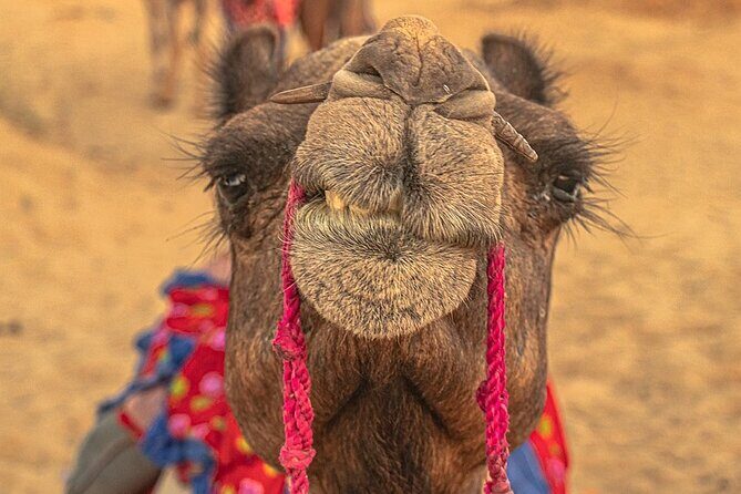 A Two Night Excursion To Jaisalmer From Jodhpur By Private Transfer - Key Points