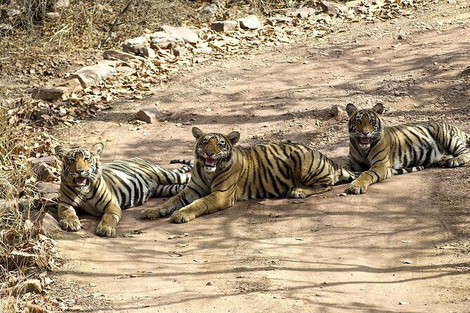 A Two Night Ranthambore National Park From Jaipur By Private Transfer - Whats Included and Whats Not?