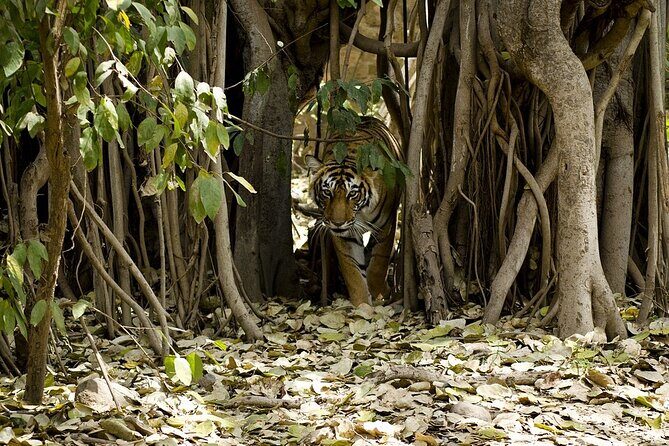A Two Night Ranthambore National Park From Jaipur By Private Transfer - Final Thoughts
