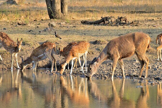 A Two Night Ranthambore National Park From Jaipur By Private Transfer - FAQs