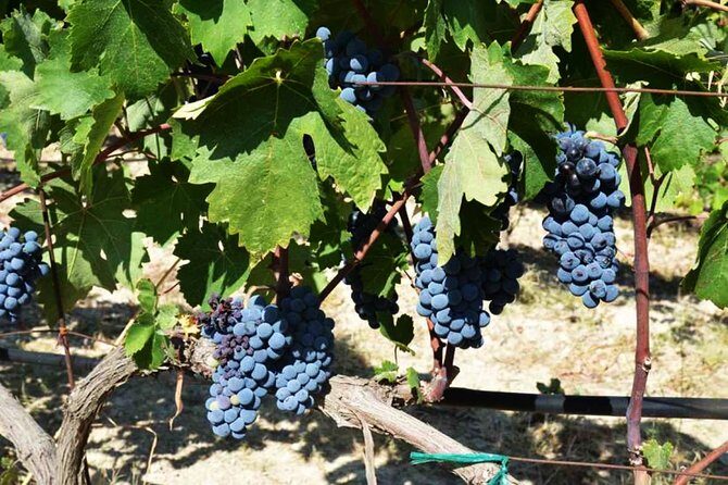 A world of wine-tasting in Nemea - Exploring Greece’s Oldest Wine Region: What to Expect