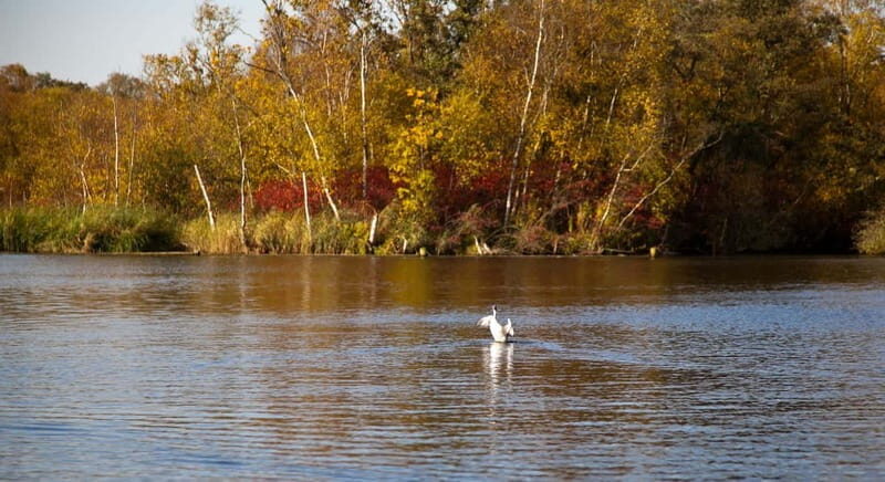 Aalsmeer: Traditional Dutch Barge Lake Cruise - Key Points