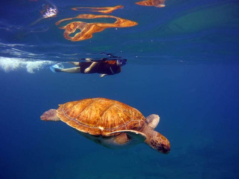 Abades: Paddle Surf and Snorkel with Turtles in a Volcanic Reef - FAQ