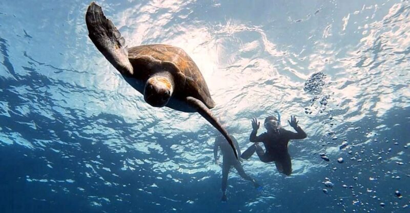 Abades: Tenerife Turtles and Rays Snorkeling Trip - The Experience: What to Expect Step-by-Step