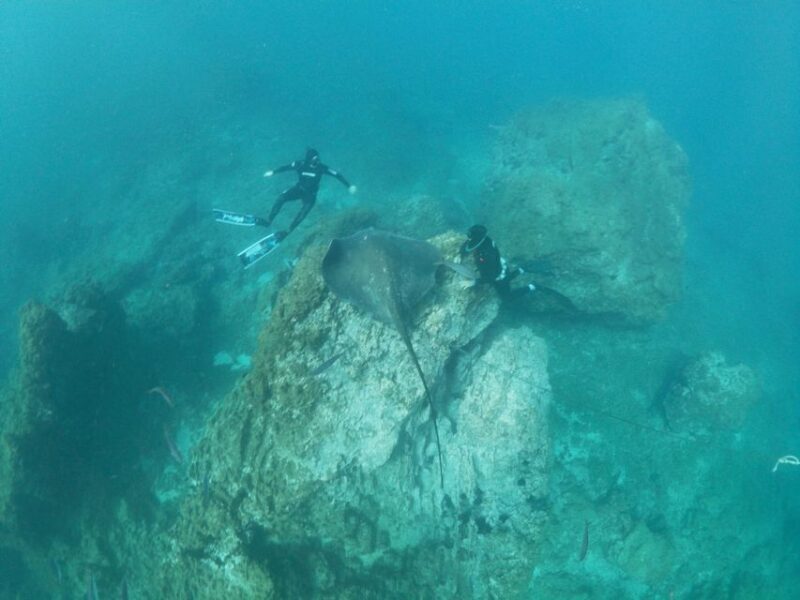 Abades: Tenerife Turtles and Rays Snorkeling Trip - FAQs