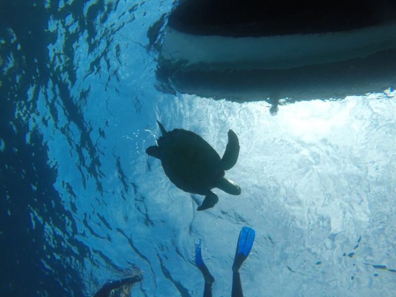 Abades: Tenerife Turtles and Rays Snorkeling Trip - The Experience in Detail