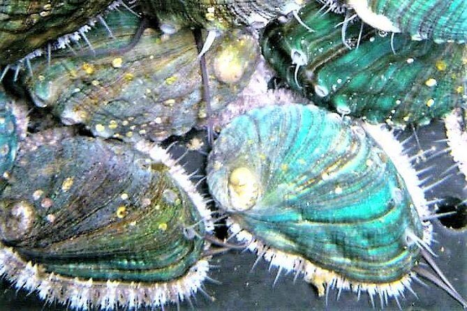 Abalone farm tour and tasting with coastal seaweed walk. Guided. 2 hours - Detailed Itinerary Breakdown