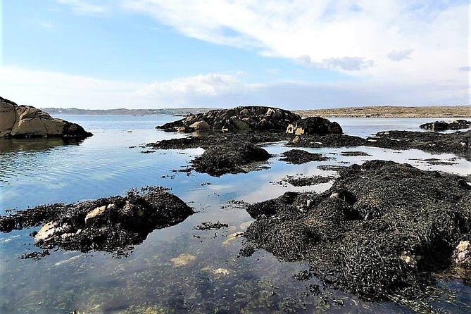 Abalone farm tour and tasting with coastal seaweed walk. Guided. 2 hours - Final Thoughts: Is It Worth It?