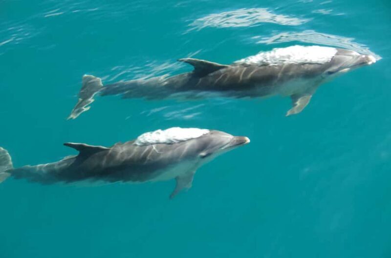 Abel Tasman National Full Park Scenic Cruise - What Other Travelers Say