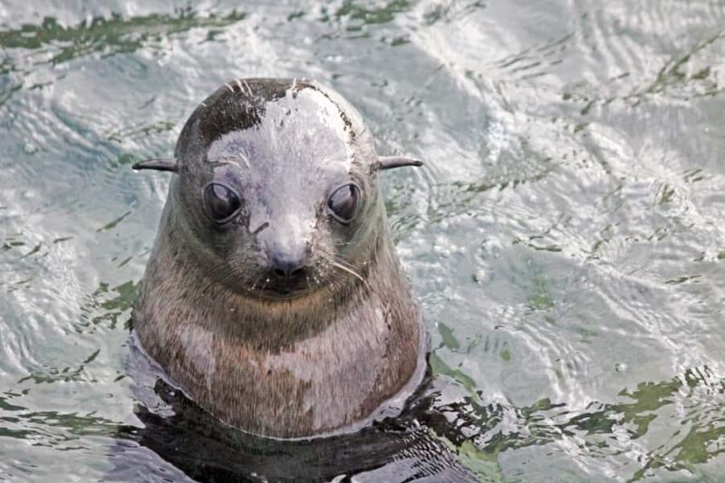 Abel Tasman: Sea Shuttle Cruise and Walking Tour Combo - What’s Included and How It Works