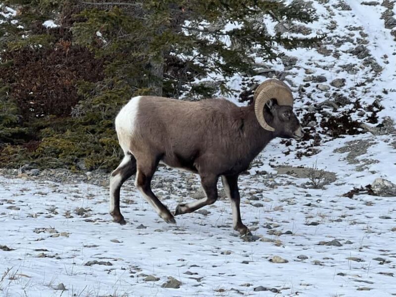 Abraham IceBubble, Peyto, Bow Lake with Snowshoeing& Icewalk - Practical Tips for Travelers