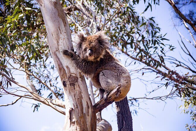 Abseiling Adventure in Adelaide - The Experience: What You Can Expect