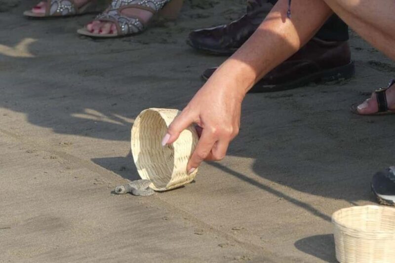 -Acapulco: 6hr City Tour & Turtle Release & High Diver Show - A Well-Balanced Overview of the Acapulco City Tour