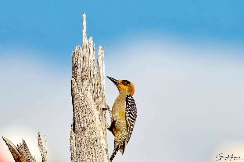 Acapulco: Early Birding Feathered Wonders with Breakfast - Key Points