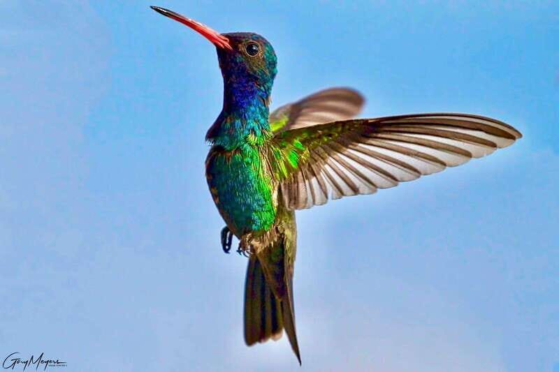 Acapulco: Early Birding Feathered Wonders with Breakfast - FAQ