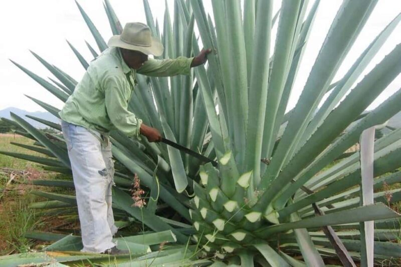 -Acapulco: Mezcal Factory Tasting Learning Experience - Key Points