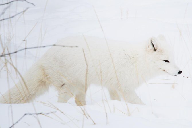 Active Winter Adventure in Yukon | 5 days - Final Thoughts