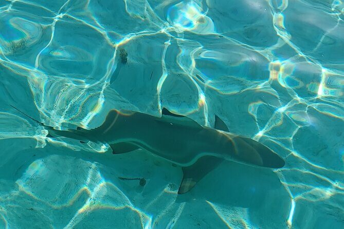 Activity/Excursion Lagoon Tour to Moorea by Canoe 6 hours - Key Points