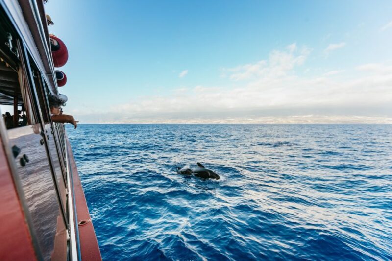 Adeje: Whale and Dolphin Watching Cruise with Lunch and Swim - Detailed Review of the Experience