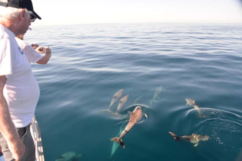 Adelaide: 4-Hour Guaranteed Wild Dolphin Watching Cruise - Who Would Love This Experience?