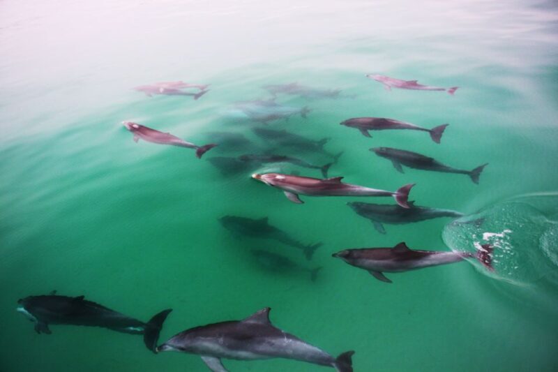 Adelaide: 4-Hour Guaranteed Wild Dolphin Watching Cruise - Final Thoughts: Is It Worth It?