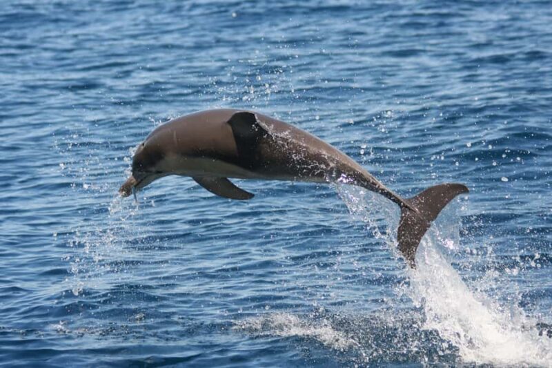 Adelaide: 4-Hour Guaranteed Wild Dolphin Watching Cruise - FAQ