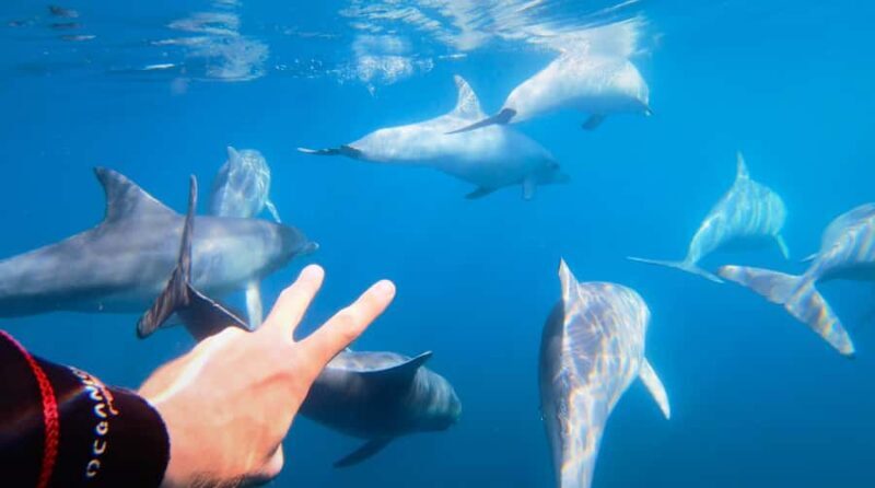 Adelaide: 4-Hour Swimming with Dolphins Experience - An In-Depth Look at the Experience