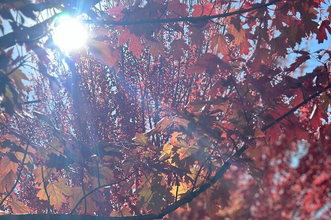 Adelaide Cruise Ship Private Tours - Pricing and Value