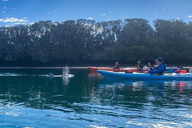 Adelaide Dolphin Sanctuary and Ships Graveyard Kayak Tour - The Shipwrecks