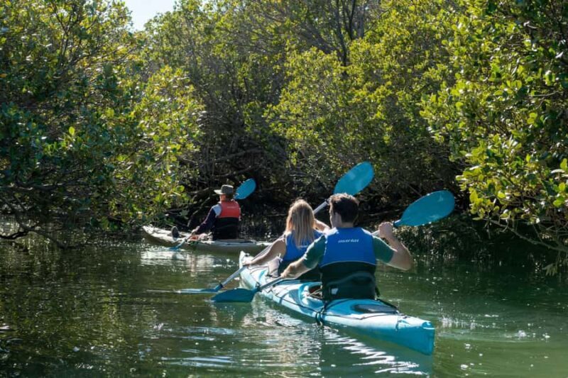 Adelaide: Dolphin Sanctuary Eco Kayaking Tour - An Authentic Look at the Experience