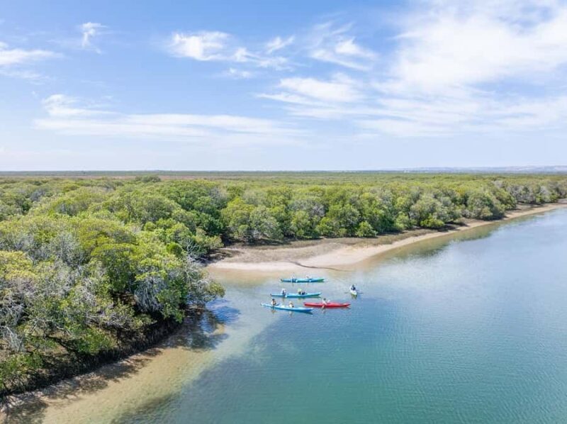 Adelaide: Dolphin Sanctuary Mangroves Kayak Tour - Key Points