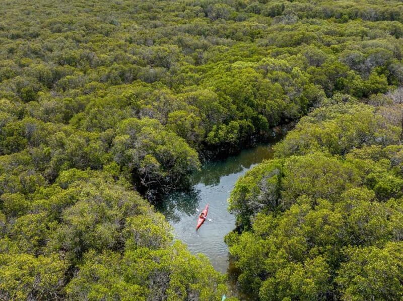 Adelaide: Dolphin Sanctuary Mangroves Kayak Tour - Discovering Adelaide’s Dolphin Sanctuary by Kayak