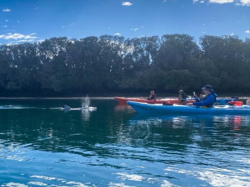 Adelaide: Dolphin Sanctuary Mangroves Kayak Tour - Why Choose This Tour?