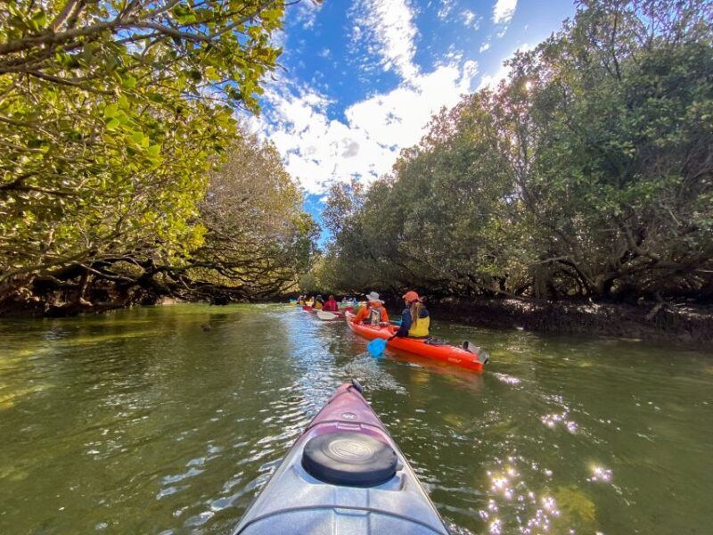Adelaide: Dolphin Sanctuary Mangroves Kayak Tour - The Bottom Line: Is This Tour Worth It?