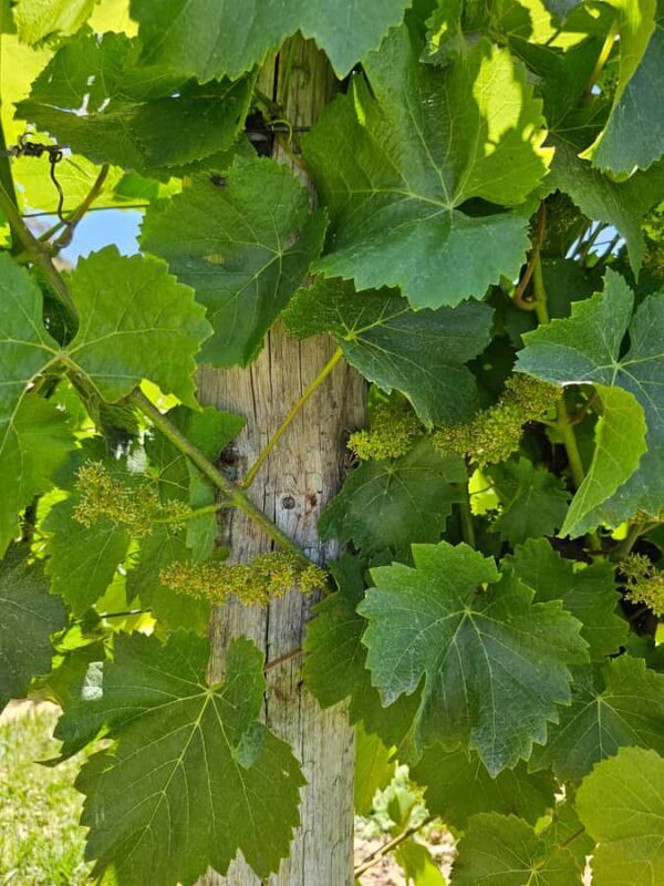 Adelaide: Hahndorf & Hills Wine and/or Gin Tour - Exploring Adelaide’s Hills: A Full Day of Food, Drink, and Scenic Wonder