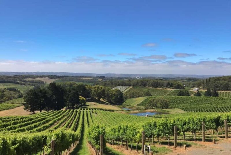 Adelaide Hills Divine Wine Tour - Analyzing the Value