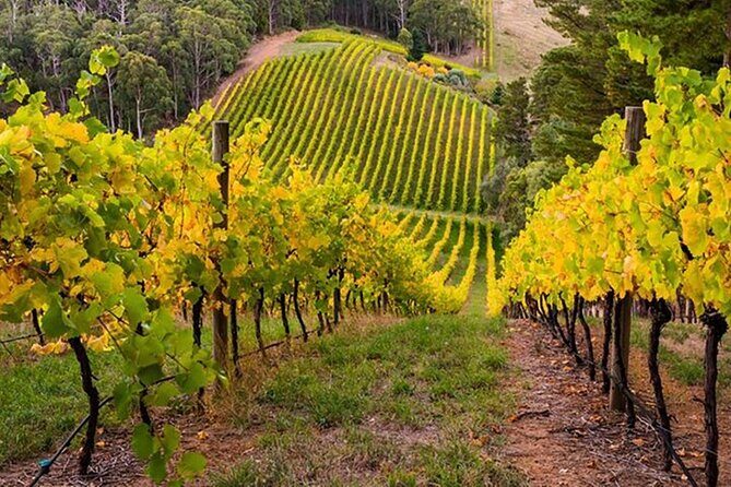 "Adelaide Hills Escape: Wine, Scenery, and Charm" - Introduction