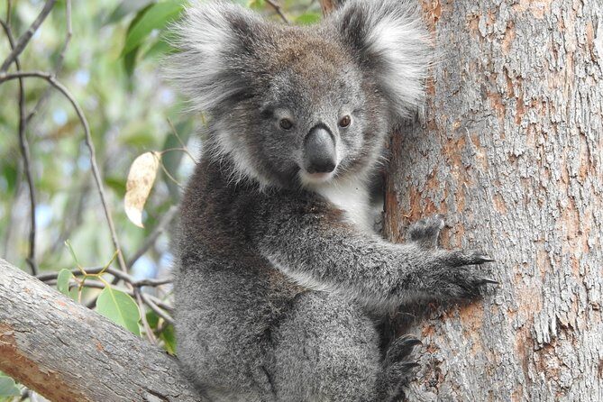 Adelaide Hills Private Day Tour - What Travelers Say