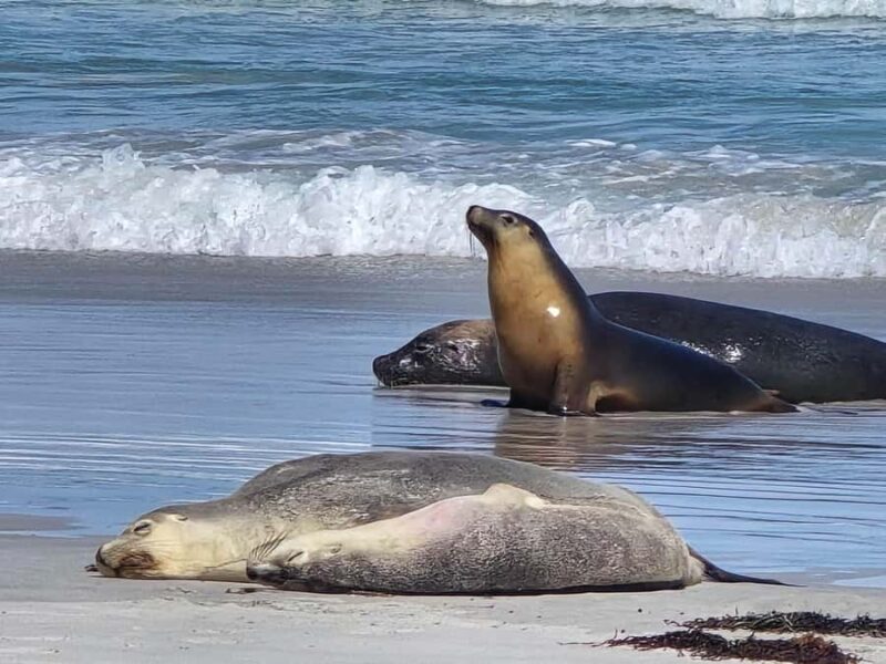 Adelaide: Kangaroo Island 2-Day Epic Wildlife Adventure - Key Points