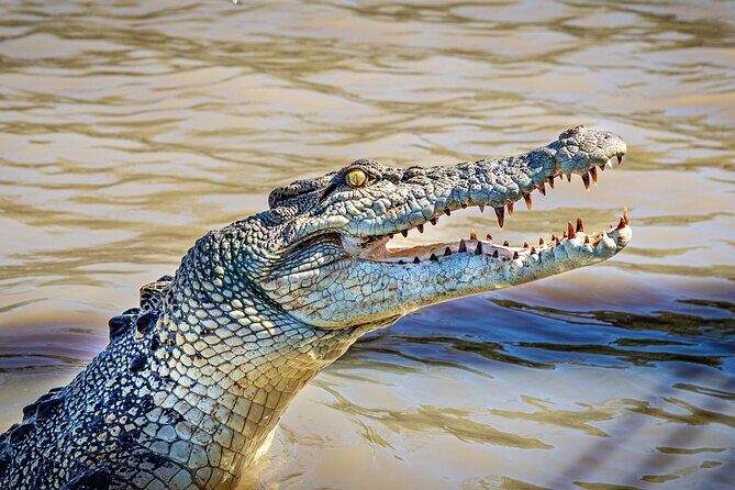Adelaide River Cruises - Jumping Crocodile Experience - An Overview of the Experience