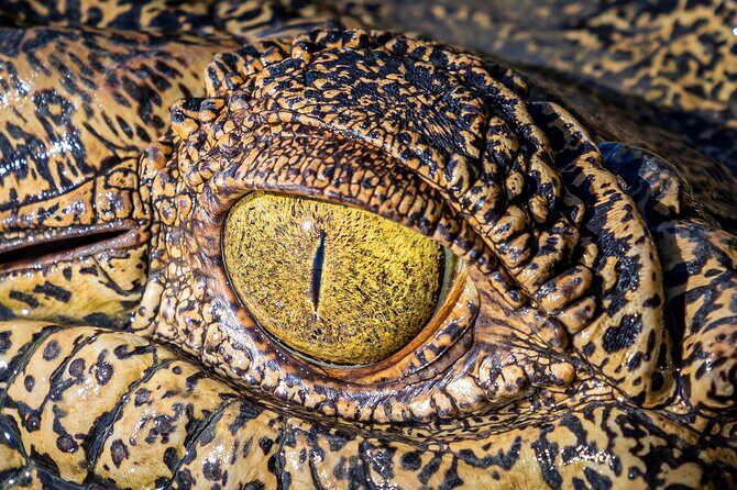 Adelaide River Cruises - Jumping Crocodile Experience - The Reviewers Say