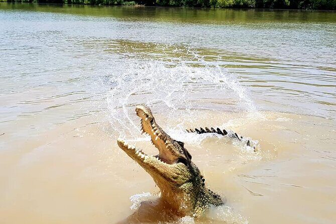 Adelaide River Cruises - Jumping Crocodile Experience - Practical Details
