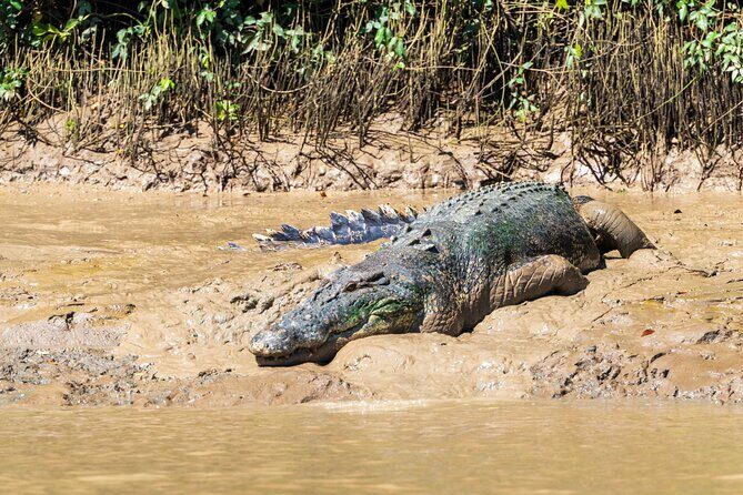 Adelaide River Cruises - Jumping Crocodile Experience - Why This Tour Works