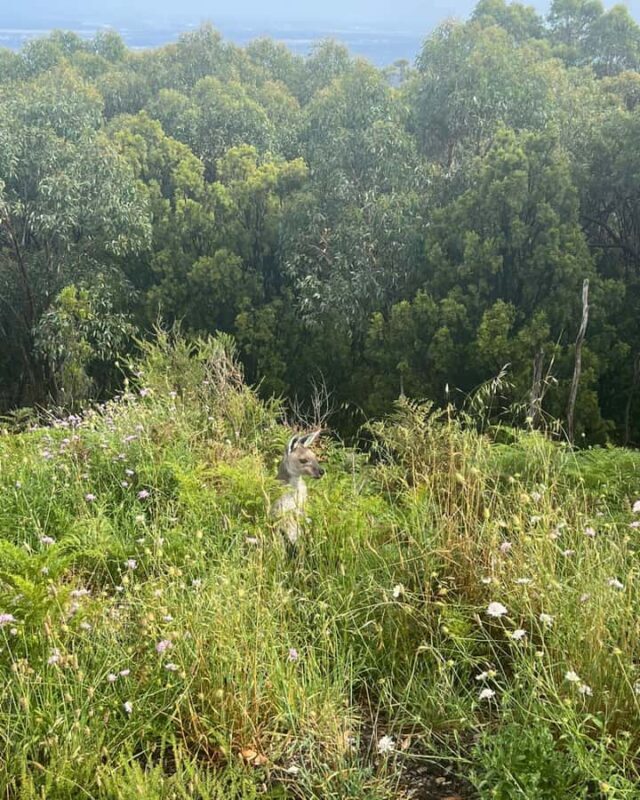 Adelaide: South Australia Guided Full-Day Highlights Tour - Authentic Experiences and Authenticity