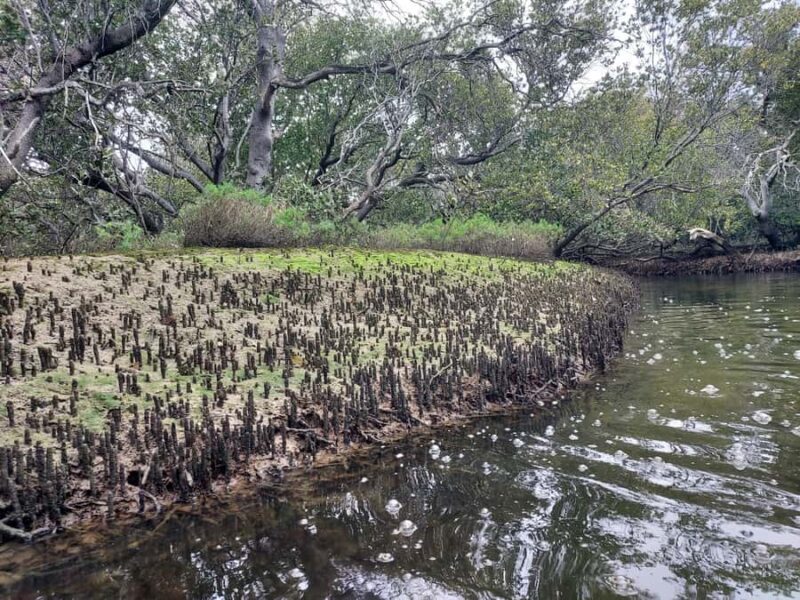 Adelaide: Twilight Mangrove Creek Kayak Tour - Exploring the Experience in Detail