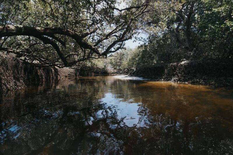 Adelaide: Twilight Mangrove Creek Kayak Tour - What to Expect and What to Bring