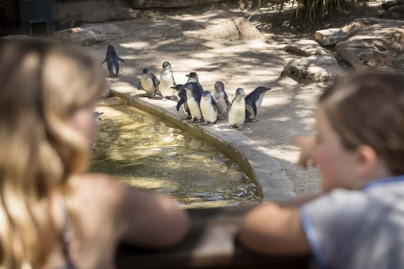 Adelaide Zoo: General Admission Tickets - Discovering Adelaide Zoo: A Practical and Authentic Wildlife Experience