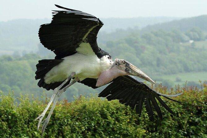 Admission Pass to Eagle Heights in Kent - Authentic Experiences & Review Insights