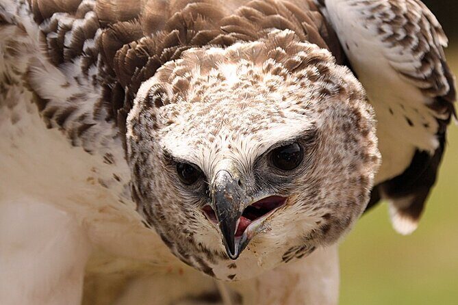 Admission Pass to Eagle Heights in Kent - FAQ