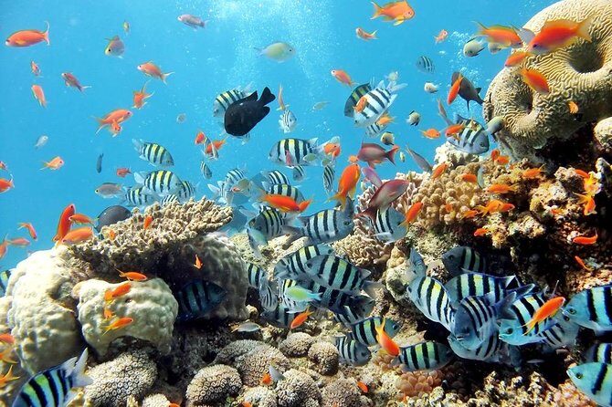 Admission Ticket to Underwater World Pattaya with Return Transfer - FAQ